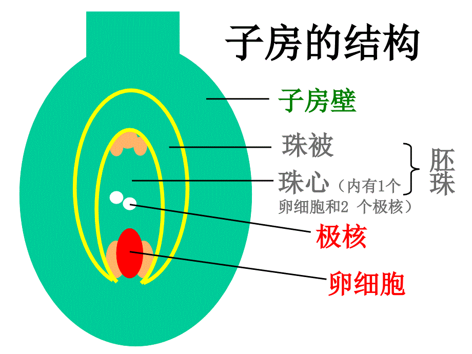 第三节开花和结果_第3页