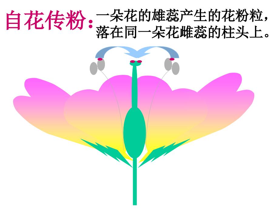 第三节开花和结果_第4页