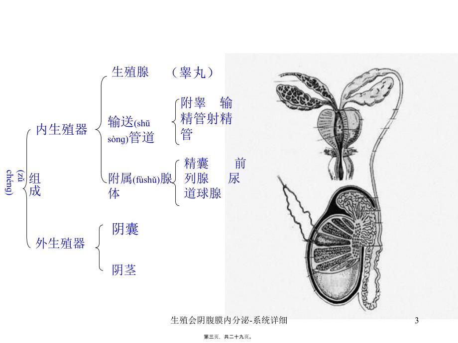 生殖会阴腹膜内分泌系统详细课件_第3页