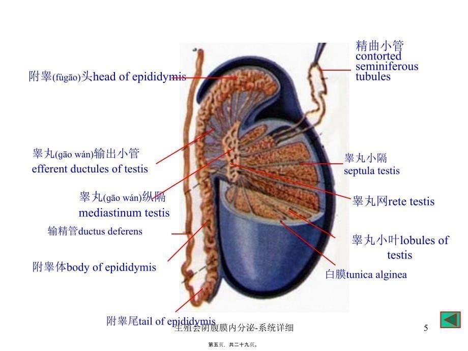 生殖会阴腹膜内分泌系统详细课件_第5页