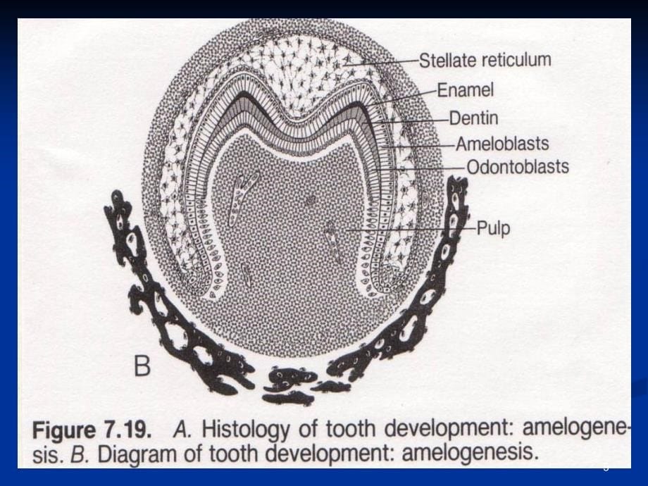 牙源性肿瘤组织病理学_第5页