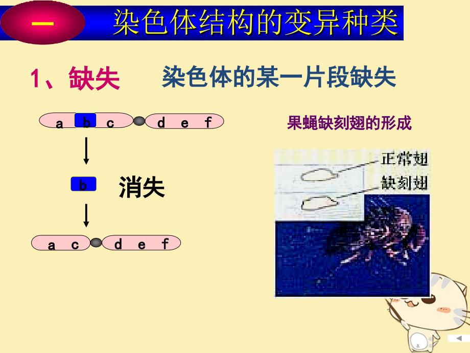 山东省沂水县高中生物 第五章 基因突变及其他变异 5.2 染色体变异 第一课时课件 新人教版必修2_第3页