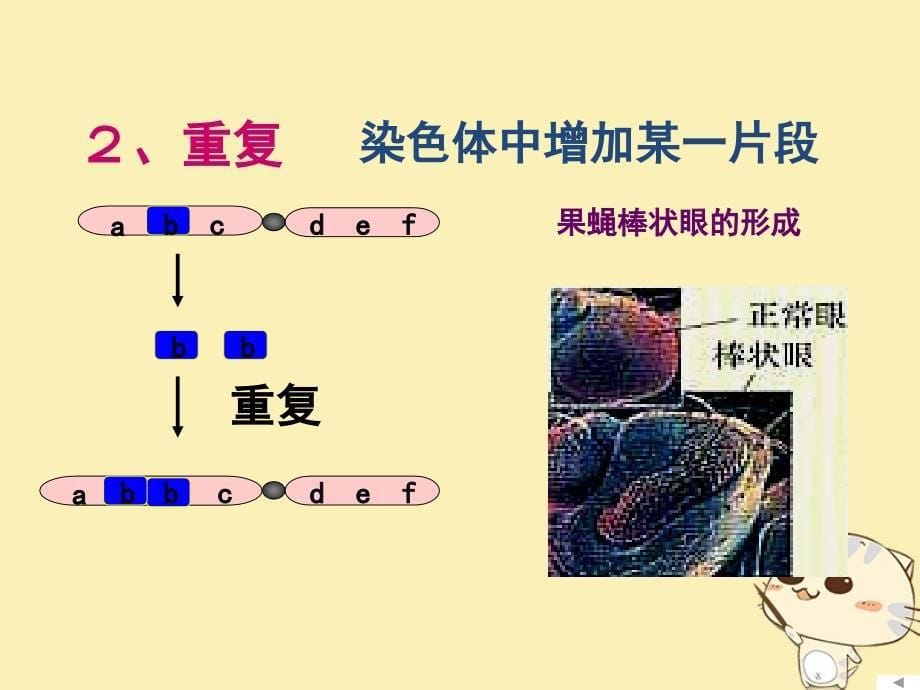 山东省沂水县高中生物 第五章 基因突变及其他变异 5.2 染色体变异 第一课时课件 新人教版必修2_第5页