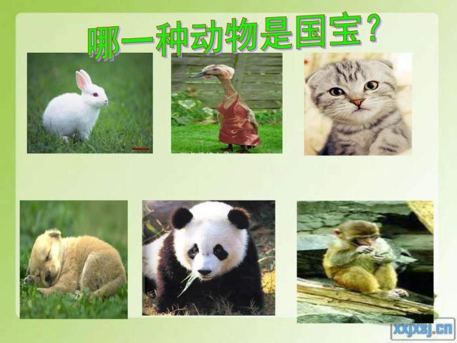 四年级Weloveanimals教师演示文稿王宾_第4页