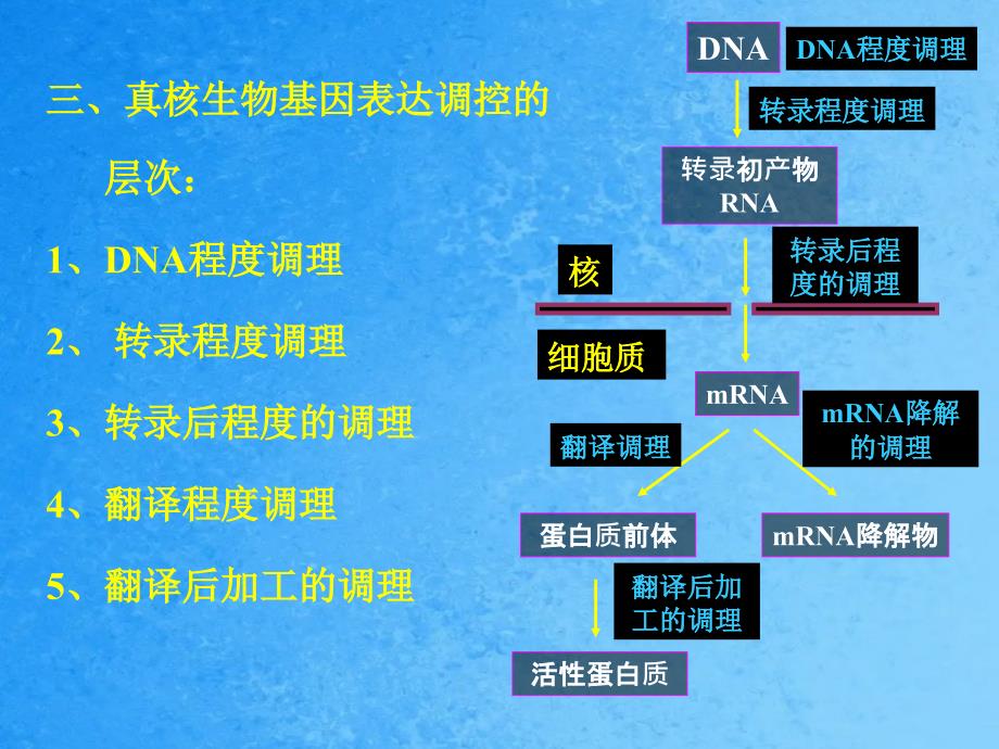 真核生物基因表达的调控ppt课件_第4页