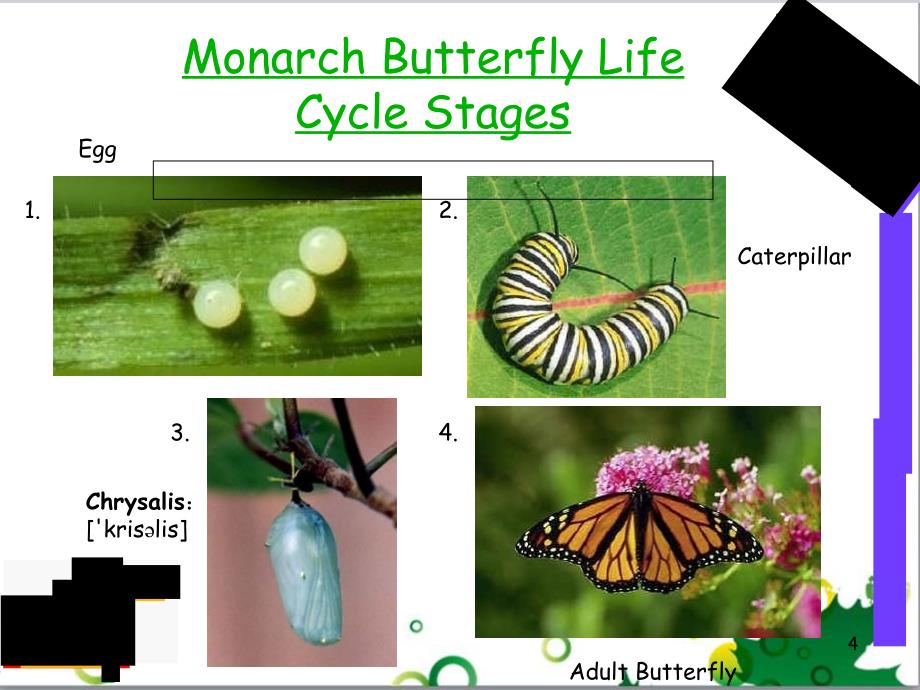 可用TheLifeCycleofaButterfly共10页_第4页