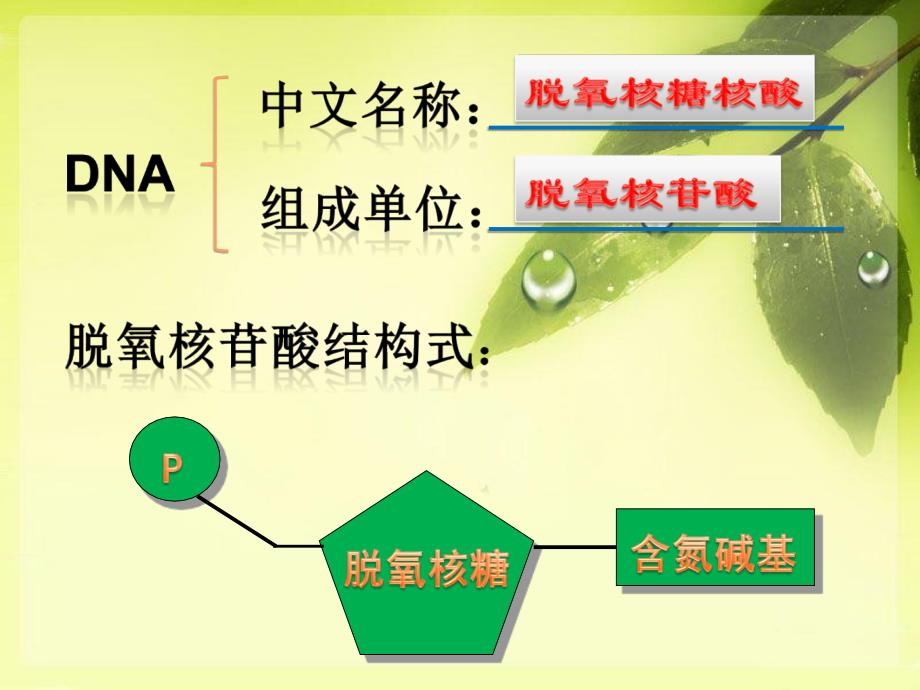 DNA分子的结构、复制_第3页