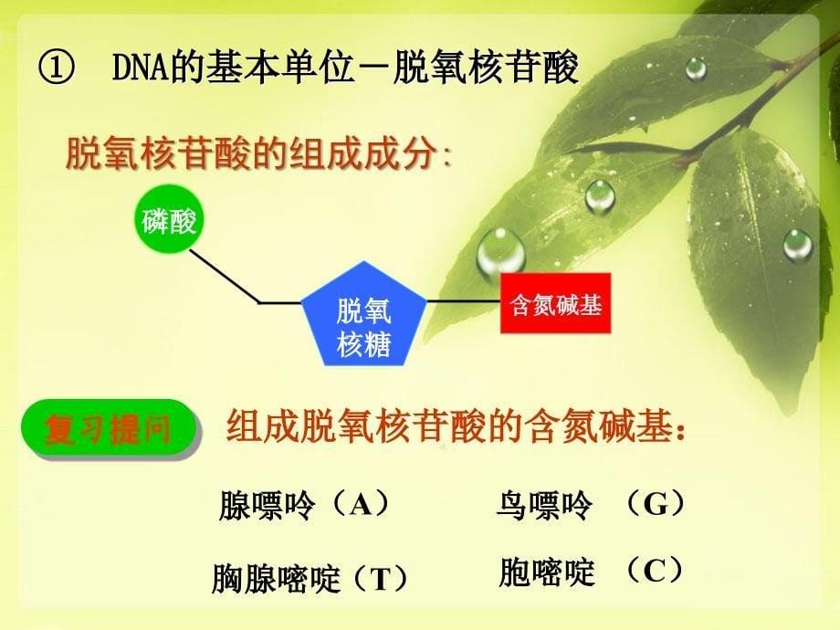 DNA分子的结构、复制_第5页