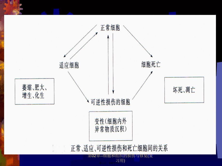 第02章细胞和组织的损伤与修复复习用课件_第2页