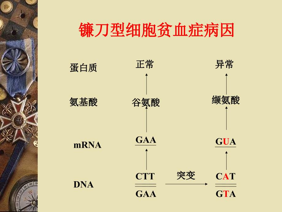 高二年生物必修二公开课教案生物的变异基因突变与基因重组_第4页