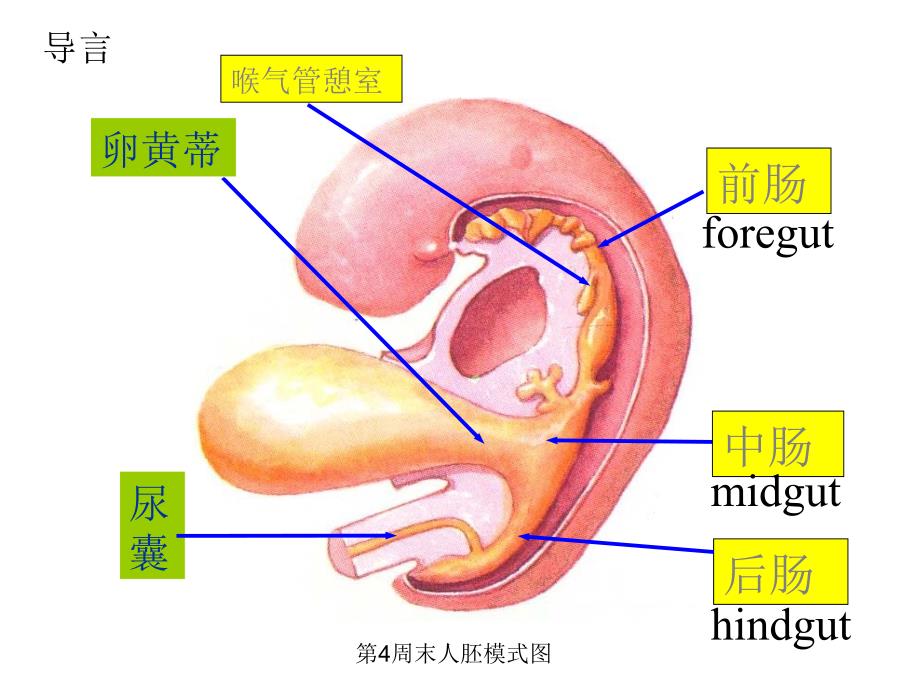 组织与胚胎学课件：消化、呼吸系统的发生_第4页