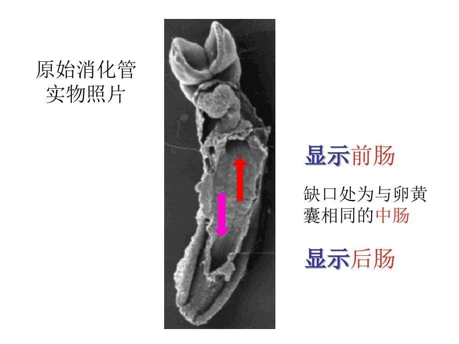 组织与胚胎学课件：消化、呼吸系统的发生_第5页