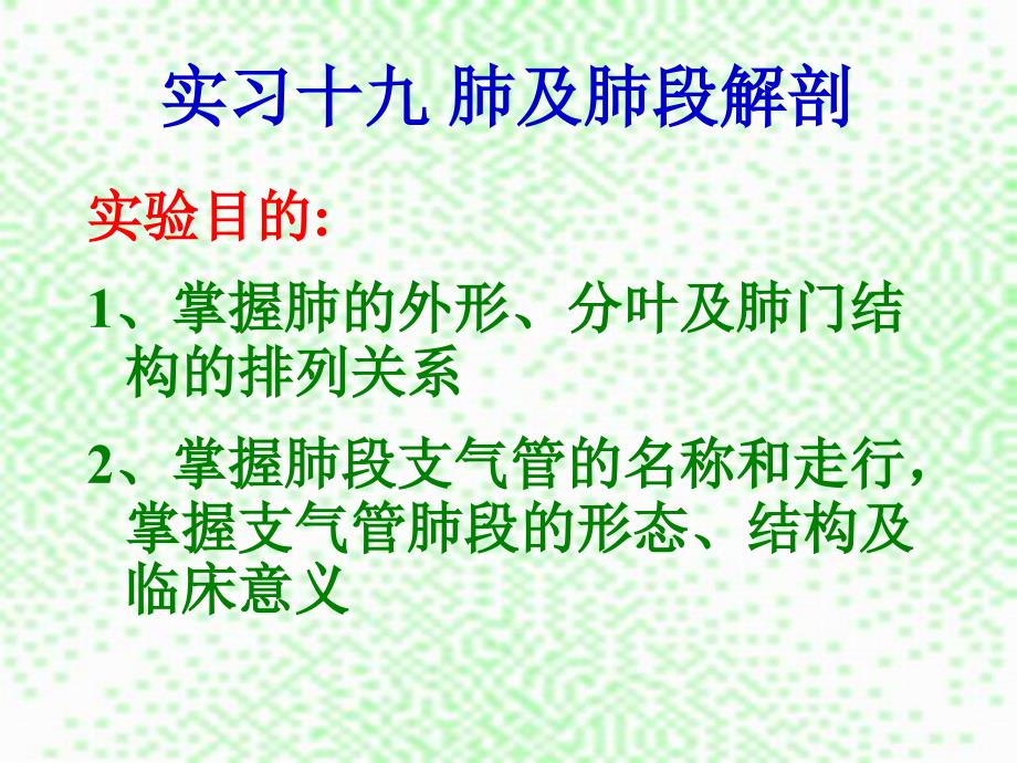 肺及肺段解剖_第1页