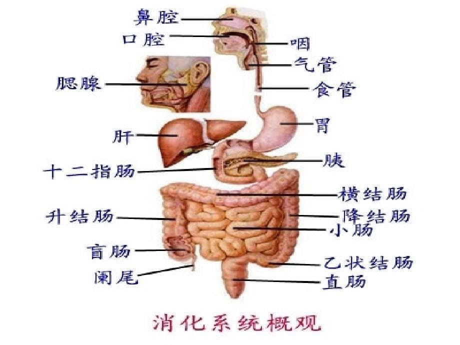 人体结构与功能课件_第5页