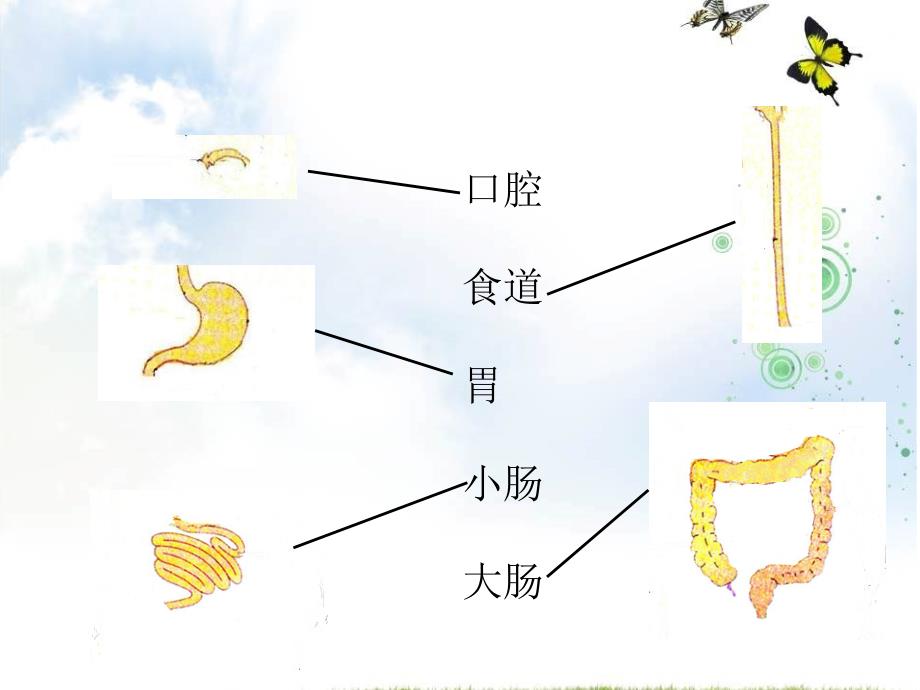 四年级上册科学食物在体内的旅行教科版(15)课件_第3页