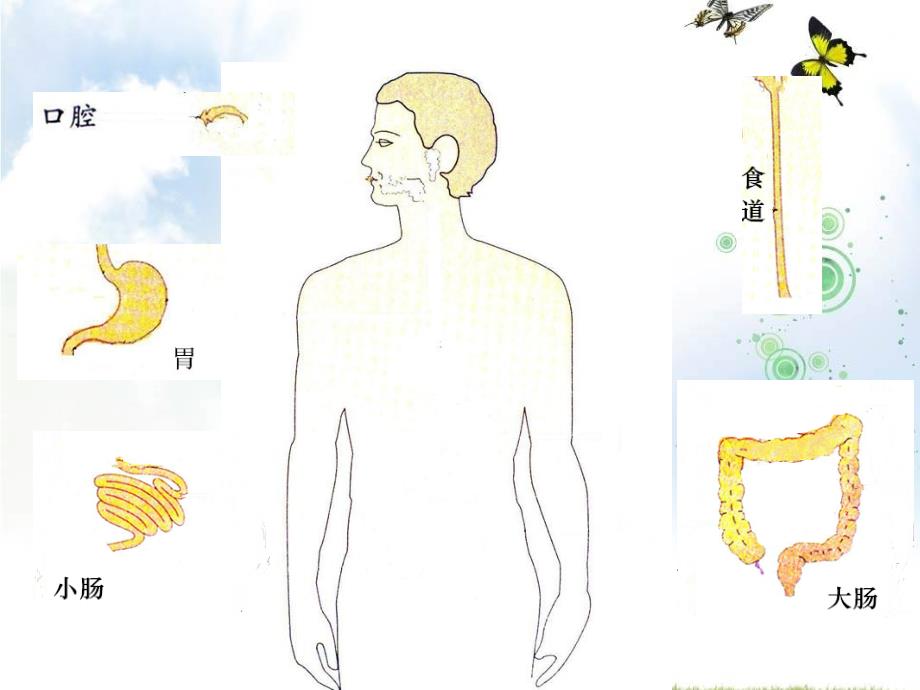 四年级上册科学食物在体内的旅行教科版(15)课件_第4页