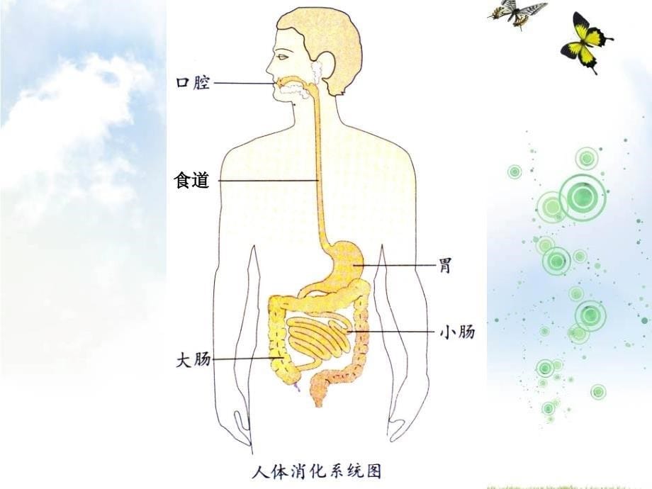 四年级上册科学食物在体内的旅行教科版(15)课件_第5页