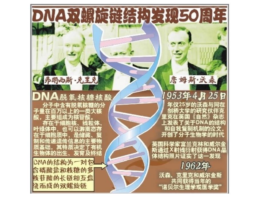 DNA分子结构_第4页