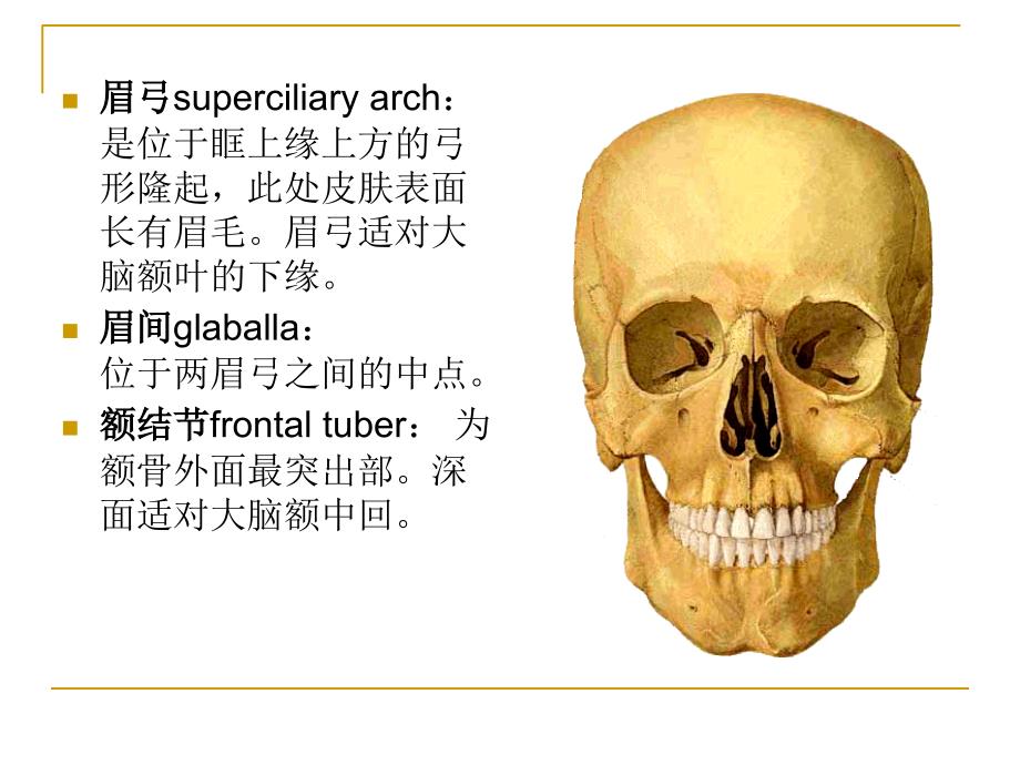 颅脑应用解剖学课件_第3页