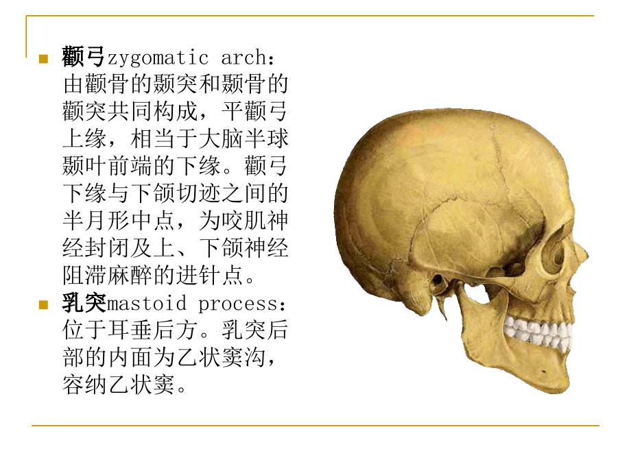 颅脑应用解剖学课件_第4页