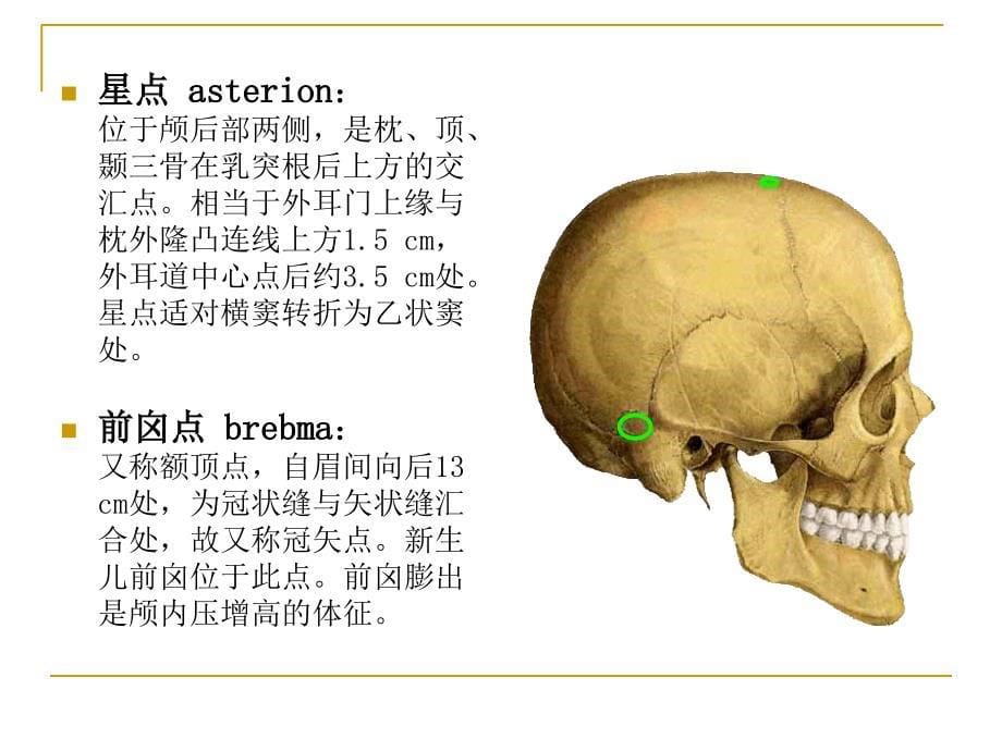 颅脑应用解剖学课件_第5页