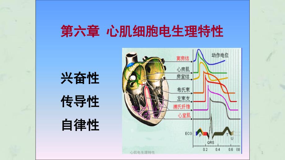 心肌电生理特性课件_第1页