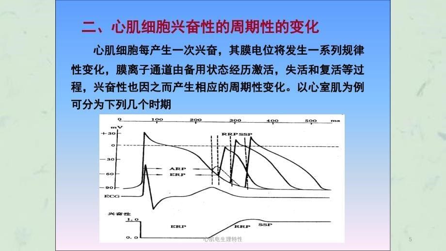 心肌电生理特性课件_第5页