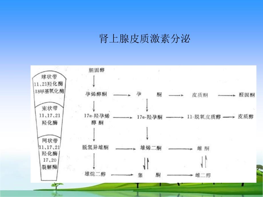 肾上腺的生理和病理课件_第3页