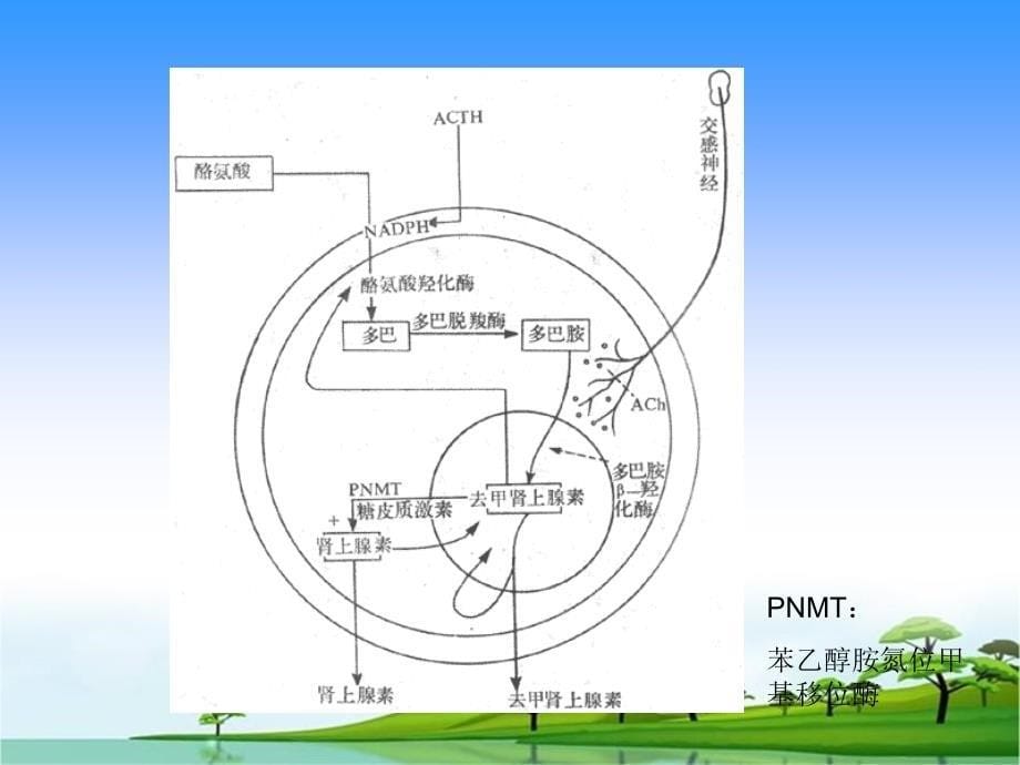 肾上腺的生理和病理课件_第5页