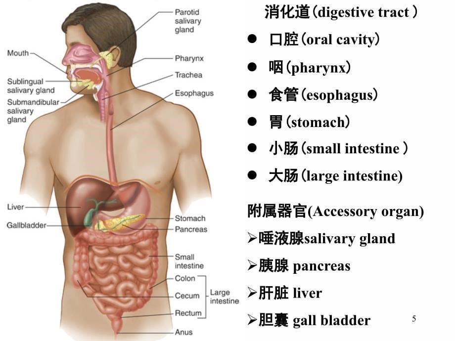 digestion戴2五年制_第5页