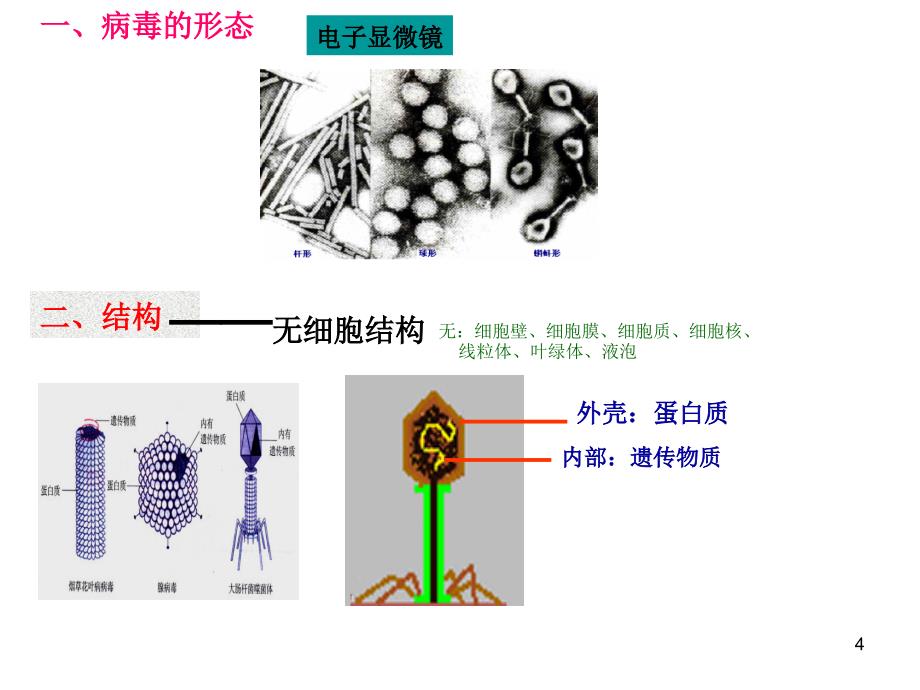 我生物圈中的微生物病毒细菌真菌优秀课件_第4页