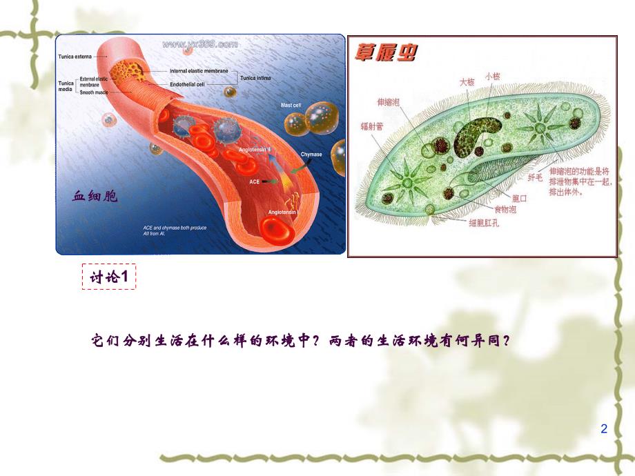 1.1细胞生活的环境ppt课件_第2页