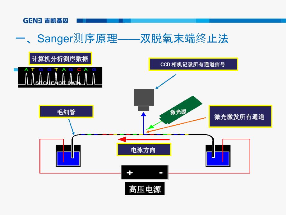 sanger测序培训PPT最终_第4页