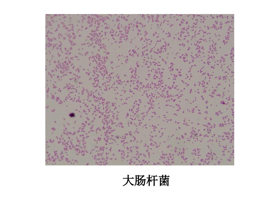 各种细菌图ppt课件_第1页