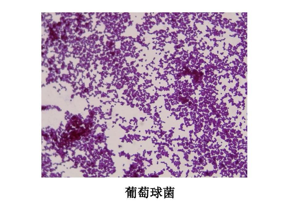 各种细菌图ppt课件_第2页