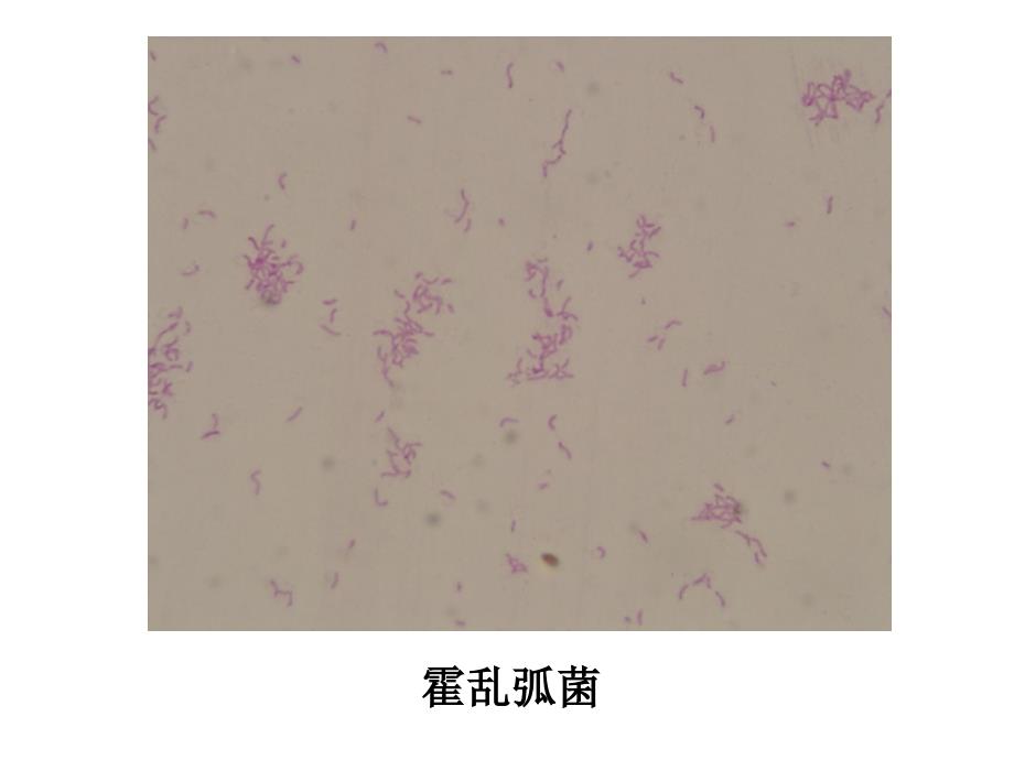 各种细菌图ppt课件_第4页