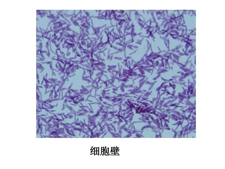 各种细菌图ppt课件_第5页