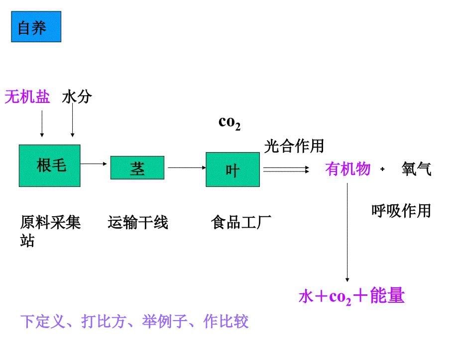 粒种子能长成参天大树_第5页