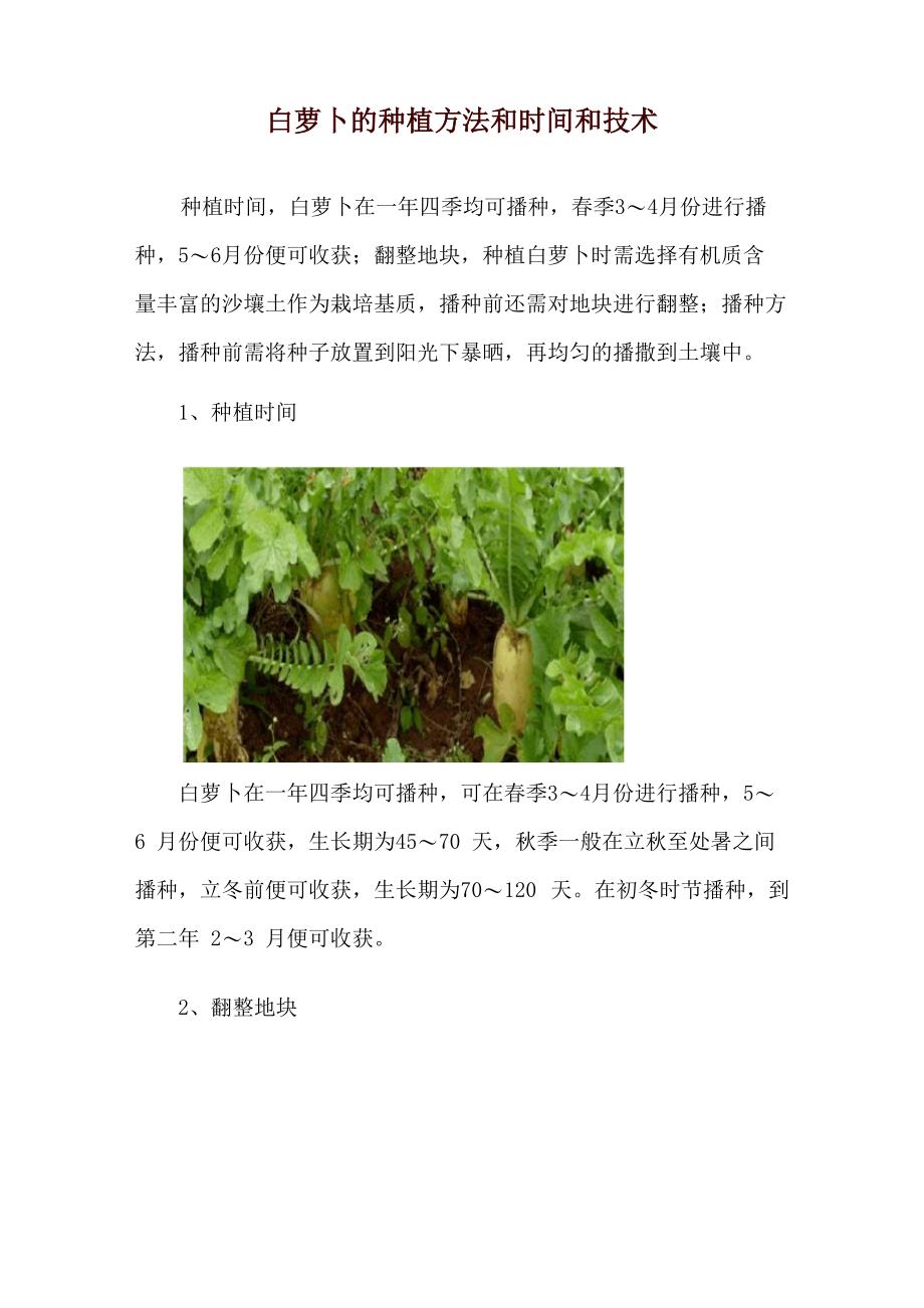 白萝卜的种植方法和时间和技术_第1页