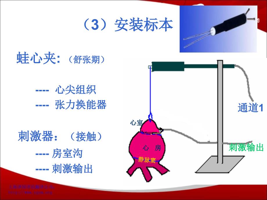 期前收缩与代偿间歇,蛙心灌流实验福州医学翻译译国译民翻译_第4页