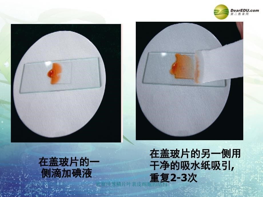 观察洋葱鳞片叶表皮细胞的结构经典实用_第5页