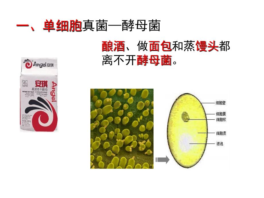 第一节酵母菌和霉菌 (2)_第4页