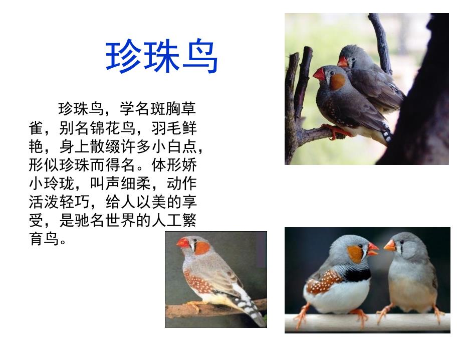 苏教版四年级语文上册《珍珠鸟》_第1页