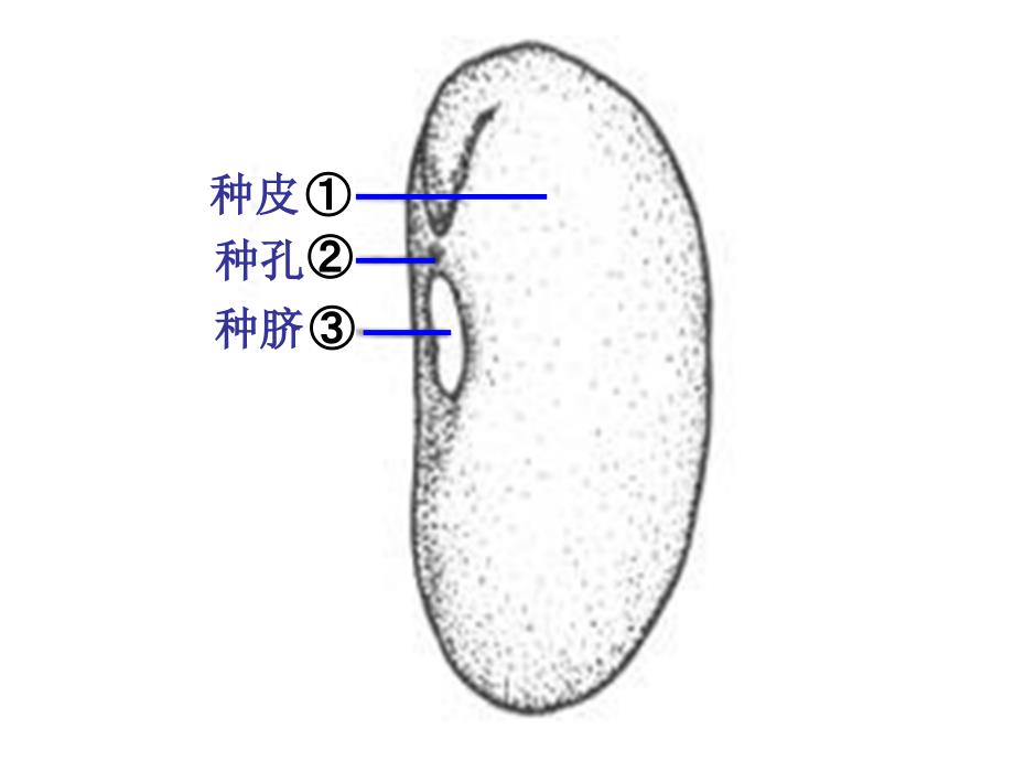 七上三单一章二节种子植物_第4页