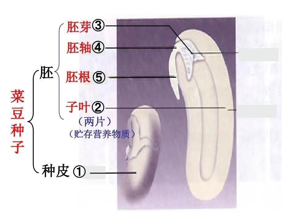 七上三单一章二节种子植物_第5页