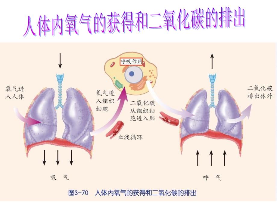 2014新教材生物的呼吸和呼吸作用.ppt_第3页