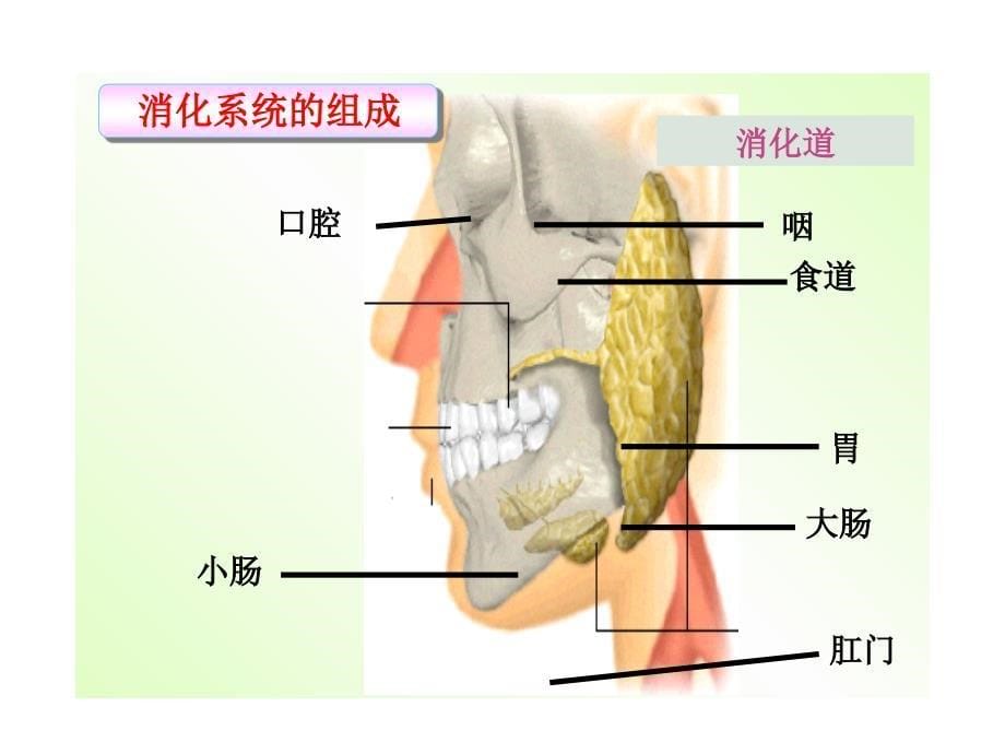 冀教版科学六下消化与吸收课件1_第5页