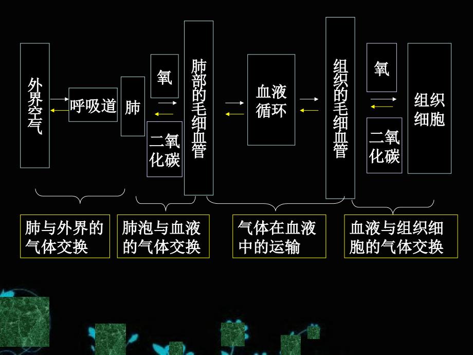 3.2-发生在肺内的气体交换-七年级下册-人教版-PPT优秀课件_第3页