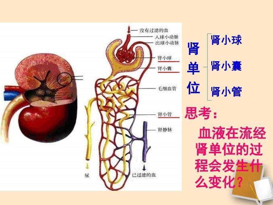 七年级生物下册《第五章-人体内废物的排出》ppt课件_第5页