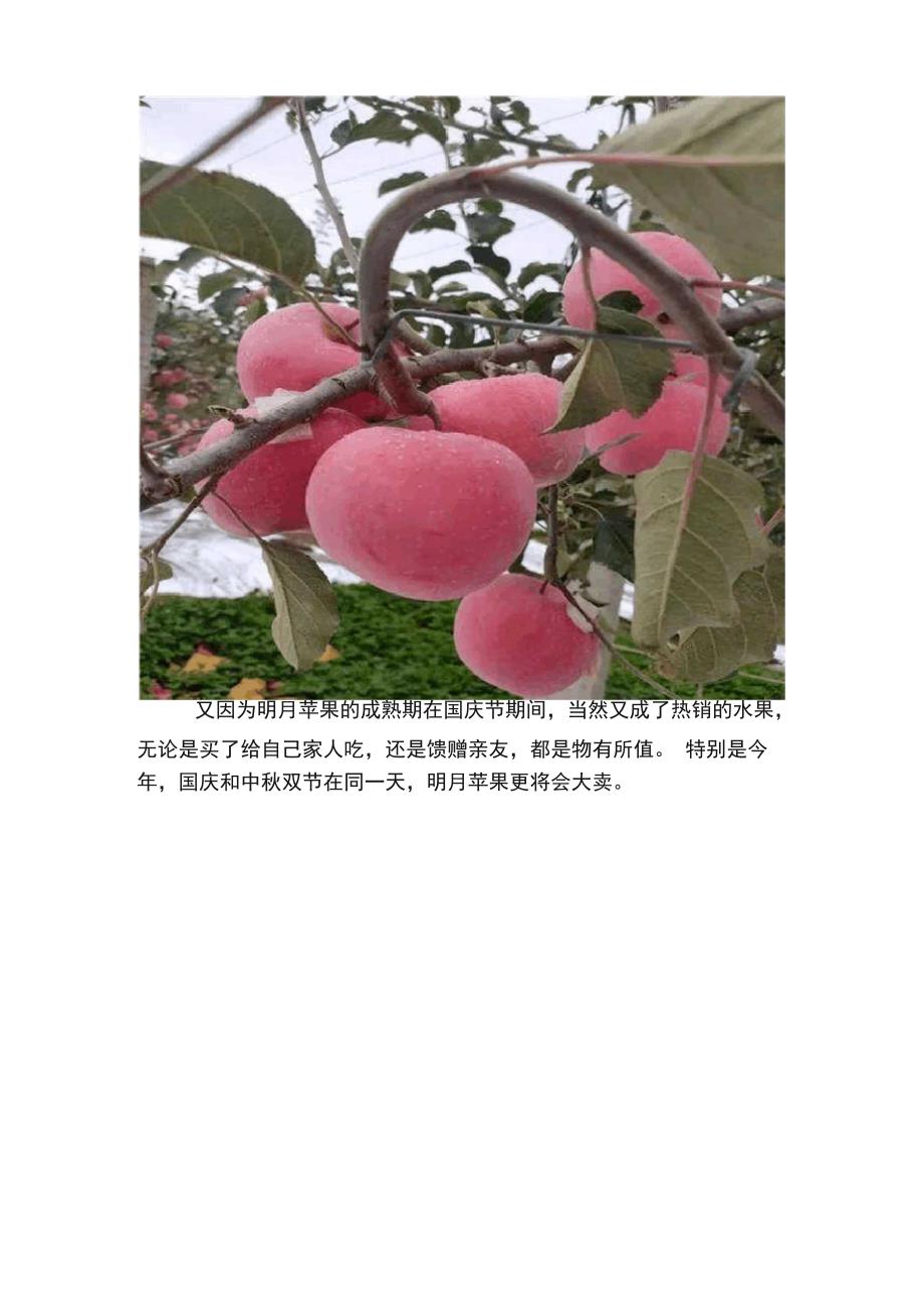 几种苹果新品种简介_第4页